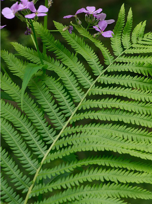 10HawthornFlBugs 037