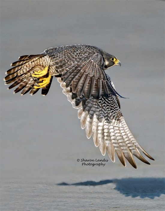 1preregrineSharonLandis