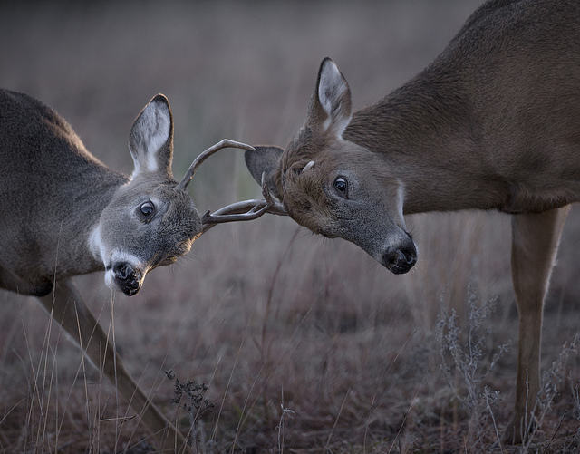 b45431617754_abfac05dfc_z