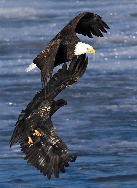 11Copy of EagleFight