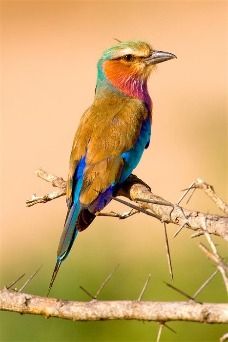 1AbyssinianRollerJim Zuckerman