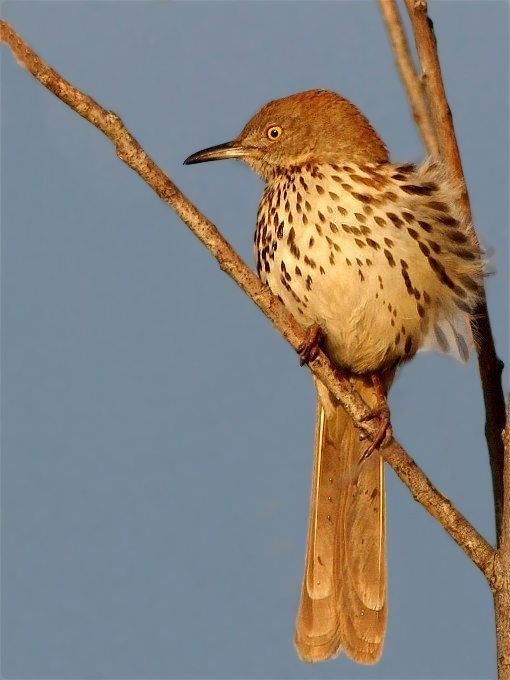 5ThrasherOrioleb 011