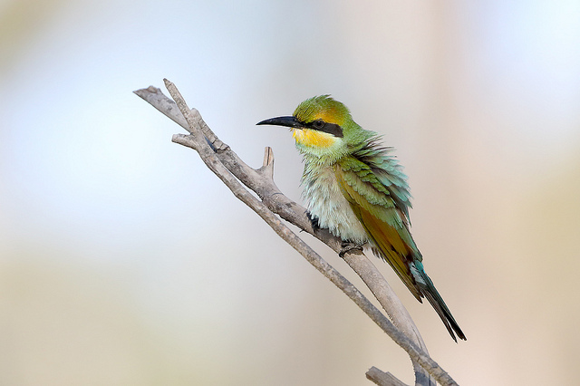 1Bee-eater33387790938_7412275c04_z