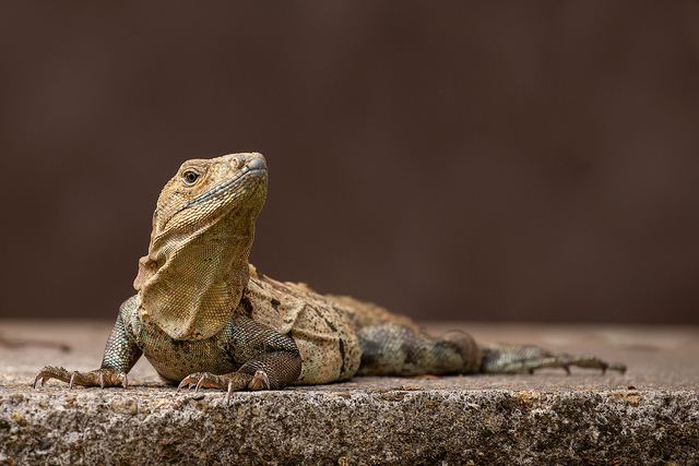 1czzzzzzIguanaToriAndrews