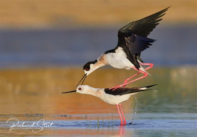 2Black-wingedStiltsRichardSteel