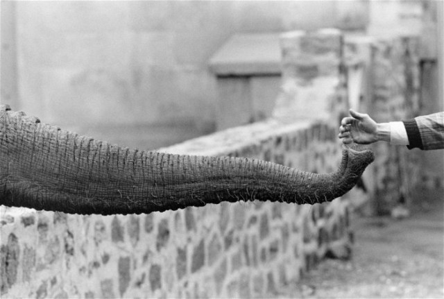07Garry-Winogrand-Street-Photography-the-animals-elephant-and-hand