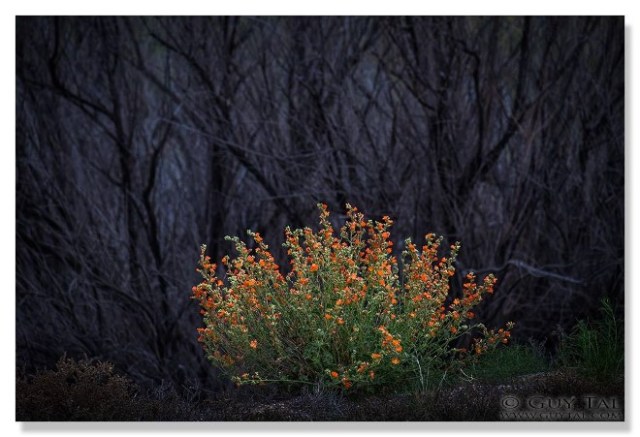 1GuyTal desert brush