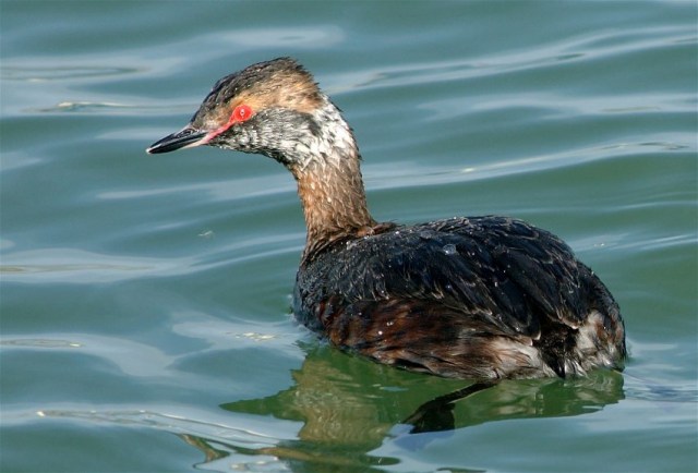 1HGrebe1 065b