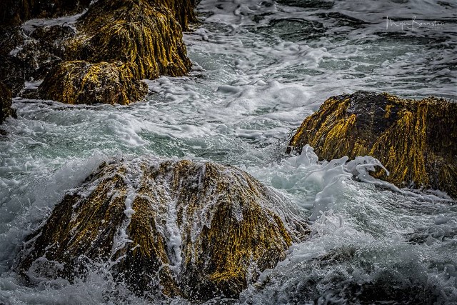 2MyerBornsteinRhodeIsland