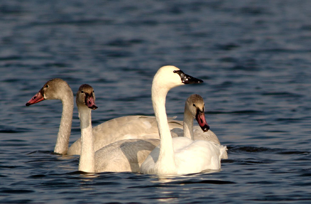 6SwanDucks 088