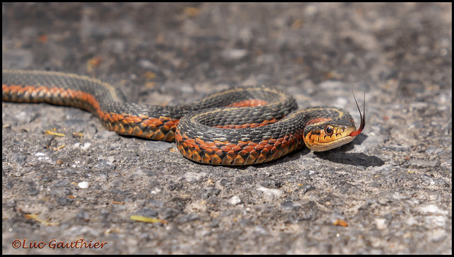 1GarterSnake