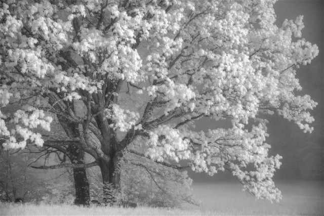 1smokiesinfaredtonysweet