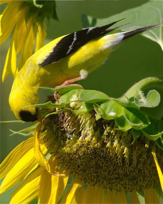 2BPHawHollGFinch 100