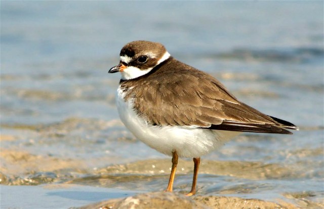 2Semipalmated Plpver