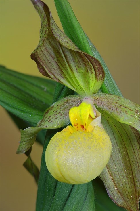 2YellowladysslipperorchidJohnGerlach