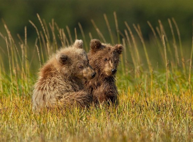 3grizzycubsDavidHEMMINGS