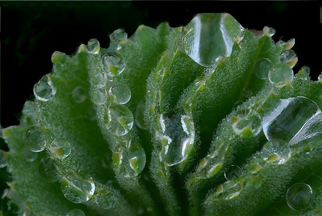 4HawthornFlowersDew 103