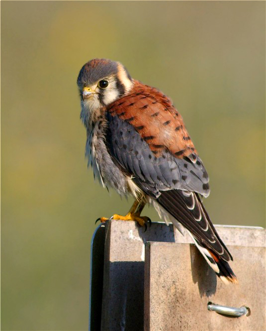 6BongKestrel 019