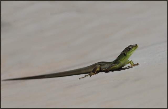 1a48028633741_54519ba0eb_z