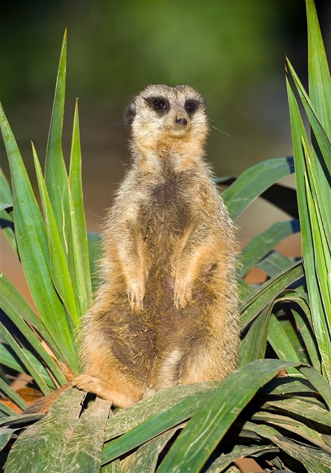 1MeercatAfricaJimZuckerman