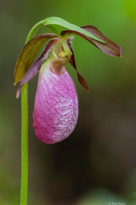 1PINKLADYSSLIPPERROD