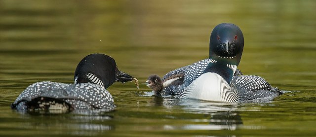 2CommonLoonGregDowning