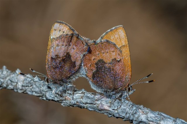 2EFFINBUTTERFLIES MATING