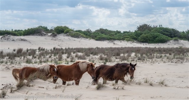 3S.CarolinaOuterBanks
