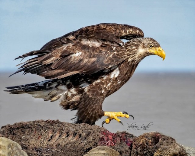 4SharonLandisImmBaldEagle