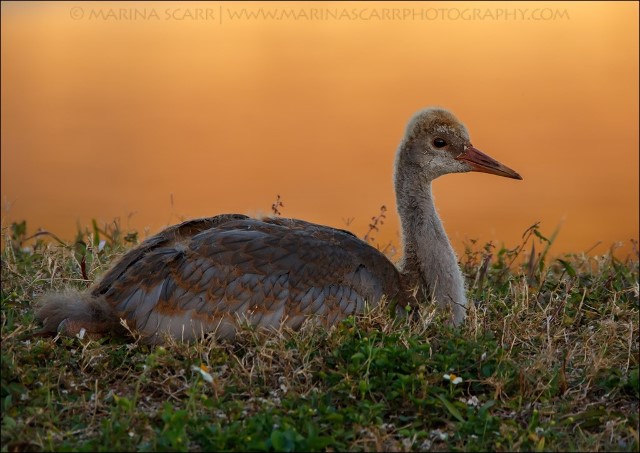 4YoungSandhillCraneMarinaScarr