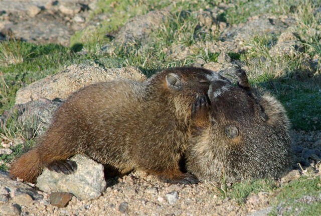 6PicasMarmotsBirds 041