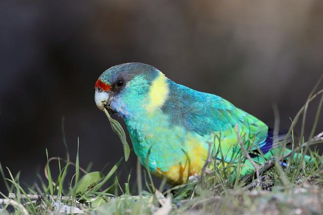 2a48211840551_2dd083e069_z