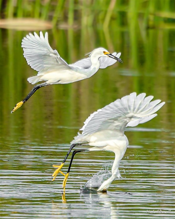 3SnowyEgretsMichaelPurcell