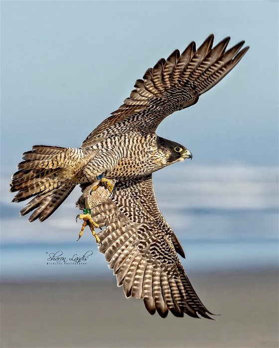 0PeregrineSharonLa0ndis