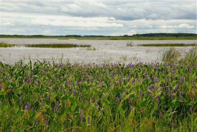 16xCMedShillsBeav_145