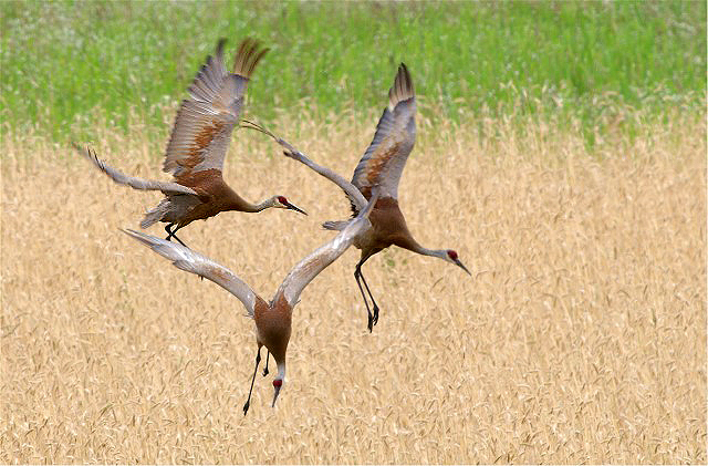 18CMedShillsBeav 17127