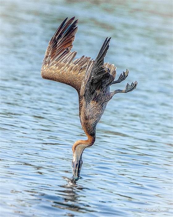 1BPelicanMichaelPurcell