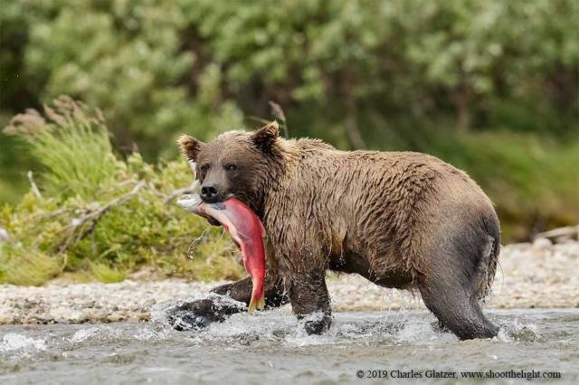 2grizzlyAlakaCharlesGlatzer