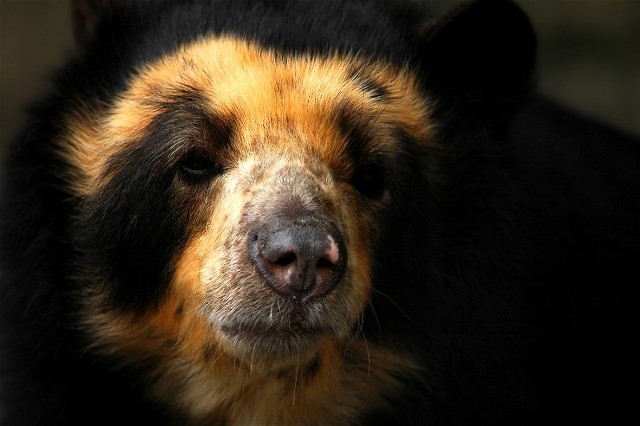 10Lions, bears, tigers 41083