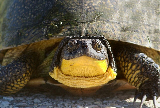 6Bong14Snapper 054 - Copy