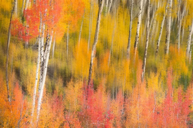 3Autumn in the abtract Tiffany Briley