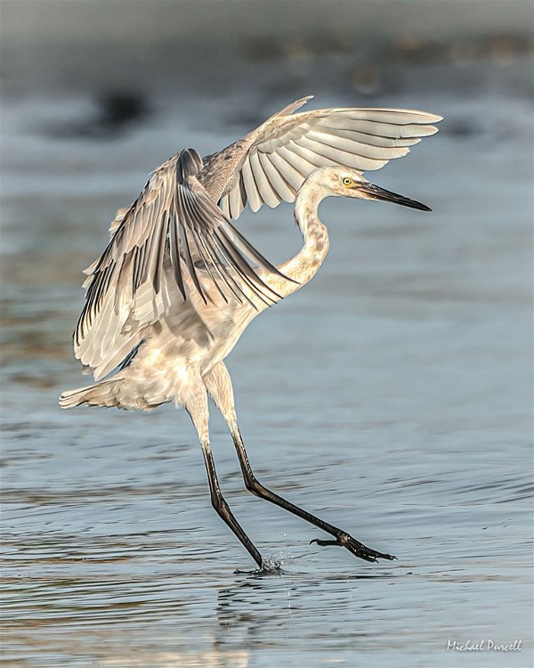 1JuvenileRedishEgretMichaelPurCell