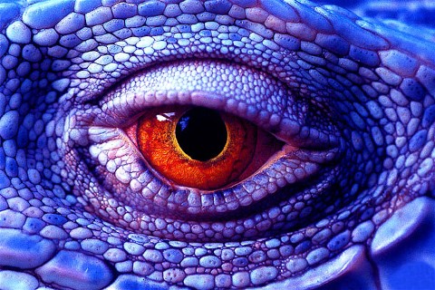Lizzards_Eye_by_Bryan_Peterson1