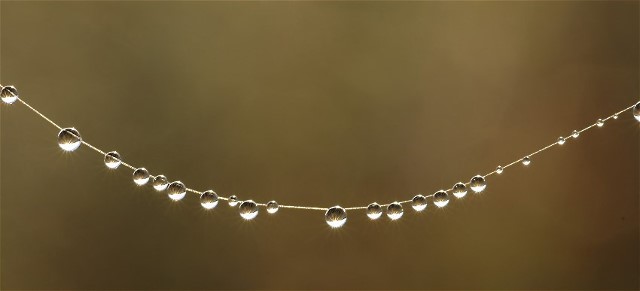 xThe Pearls of Wisdom