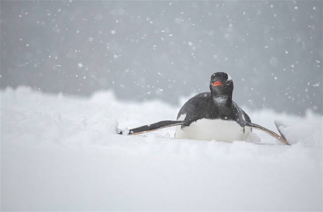 2Penguin Kevin Allen Pepper