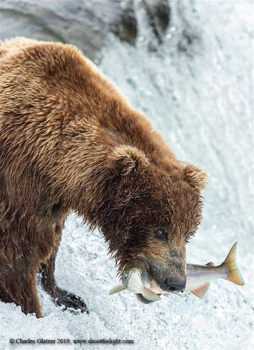 3alaskabrowncharlesGlatzer