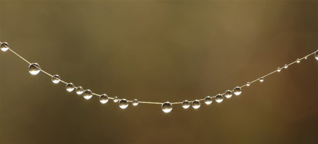 15The Pearls of Wisdom