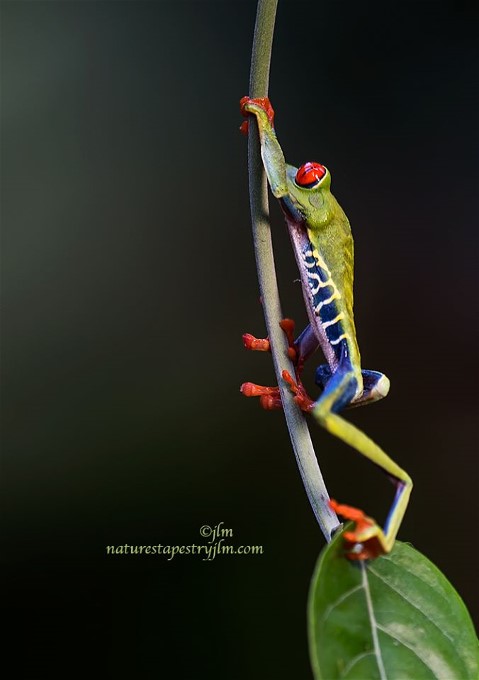 3Red Eyed Tree Frog Judy Lyn Malloch