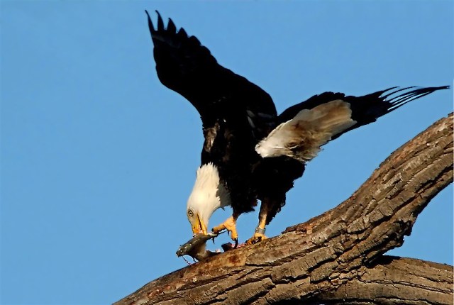 4Copy of DSC_4126 - Copy