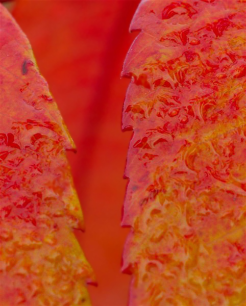 12Copy of FallIllBeach 089